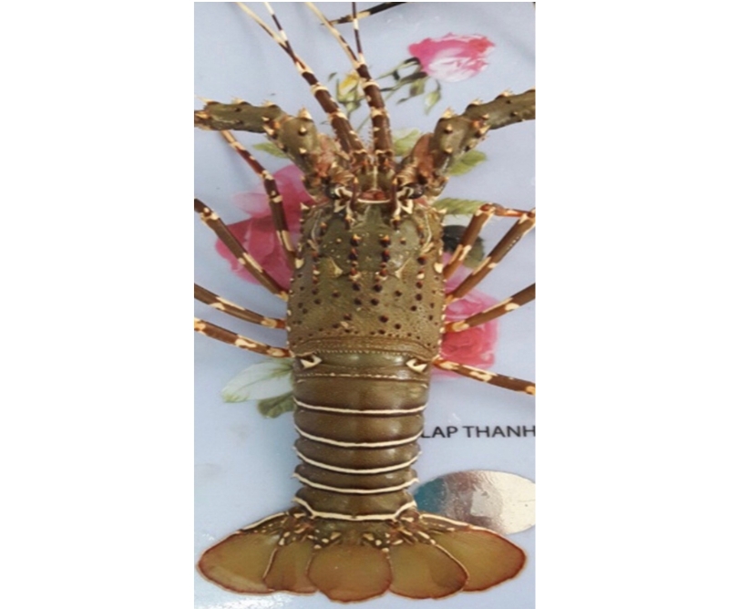 Giới thiệu tôm hùm bông Việt Nam