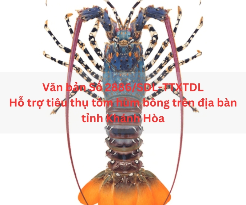 Văn bản Số 2886/SDL-TTXTDL Hỗ trợ tiêu thụ tôm hùm bông trên địa bàn tỉnh Khánh Hòa
