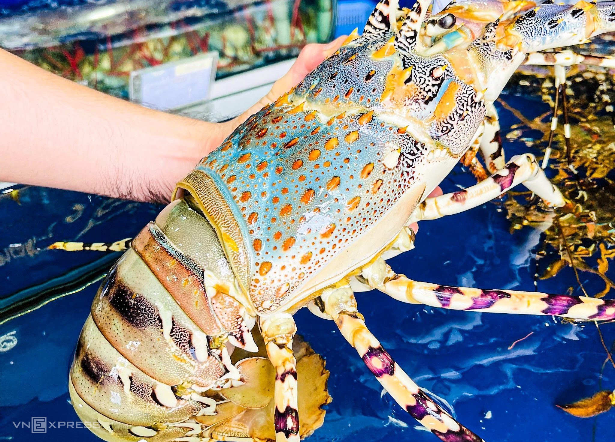 Dinh dưỡng tôm hùm