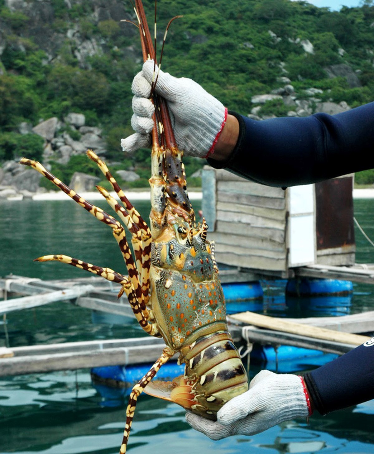 Giới thiệu tôm hùm bông Việt Nam