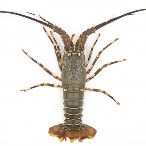 Giới thiệu tôm hùm bông Việt Nam