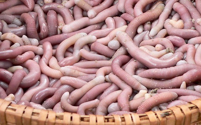 Nước mắm sá sùng: Tinh hoa ẩm thực Việt